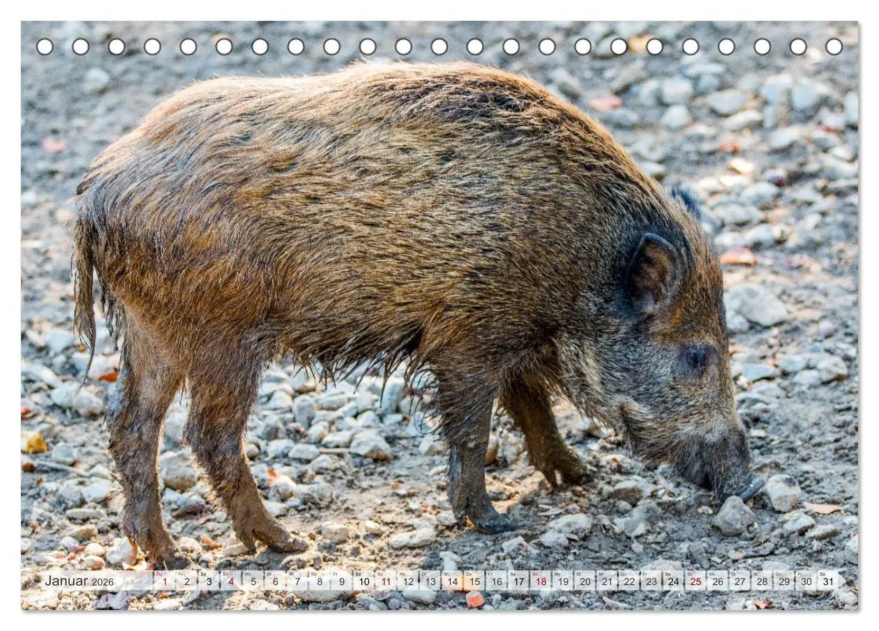 Bild: 9783516603194 | Wildschweine - Im Schatten des Waldes (Tischkalender 2026 DIN A5...