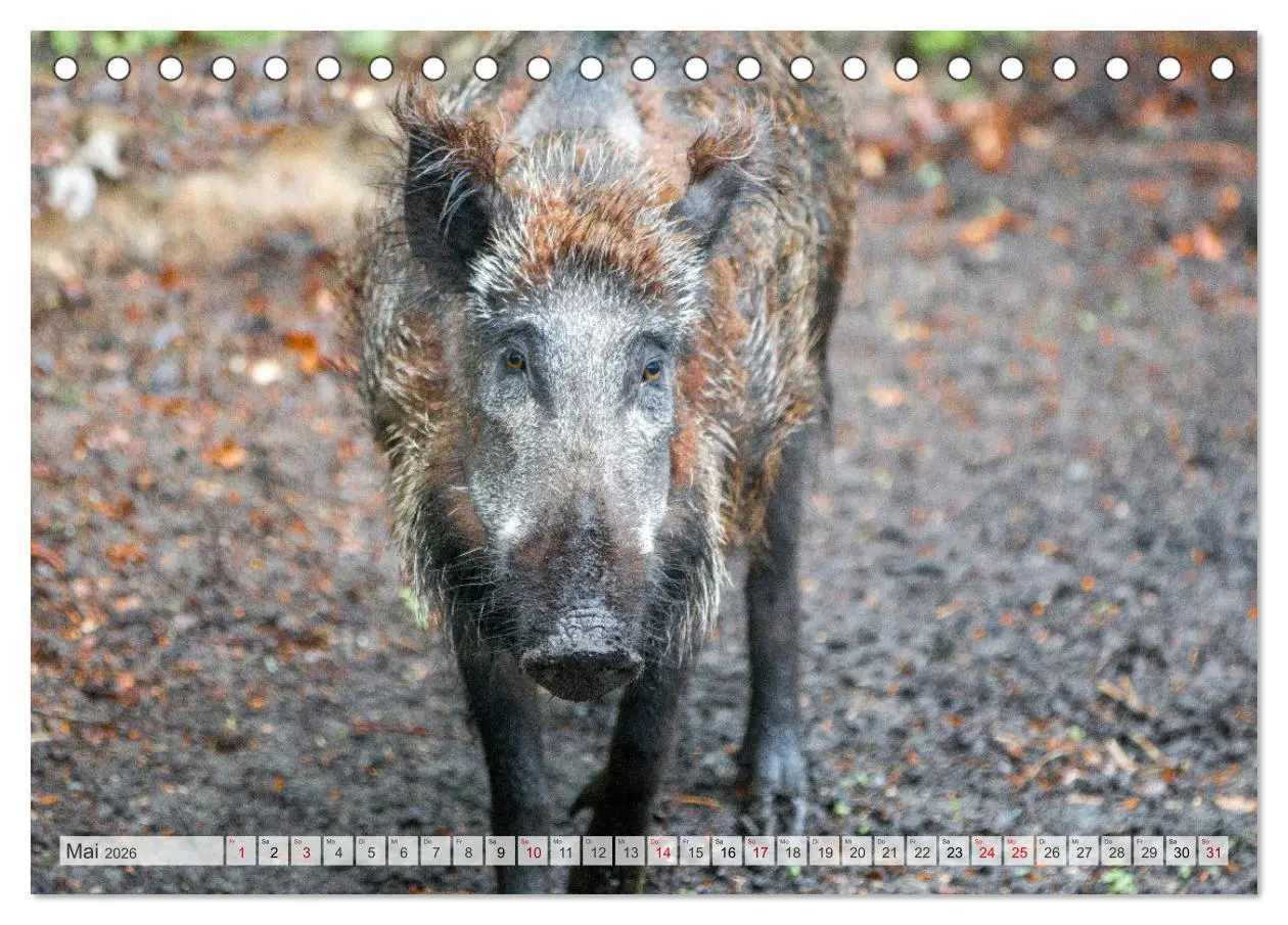 Bild: 9783516603194 | Wildschweine - Im Schatten des Waldes (Tischkalender 2026 DIN A5...