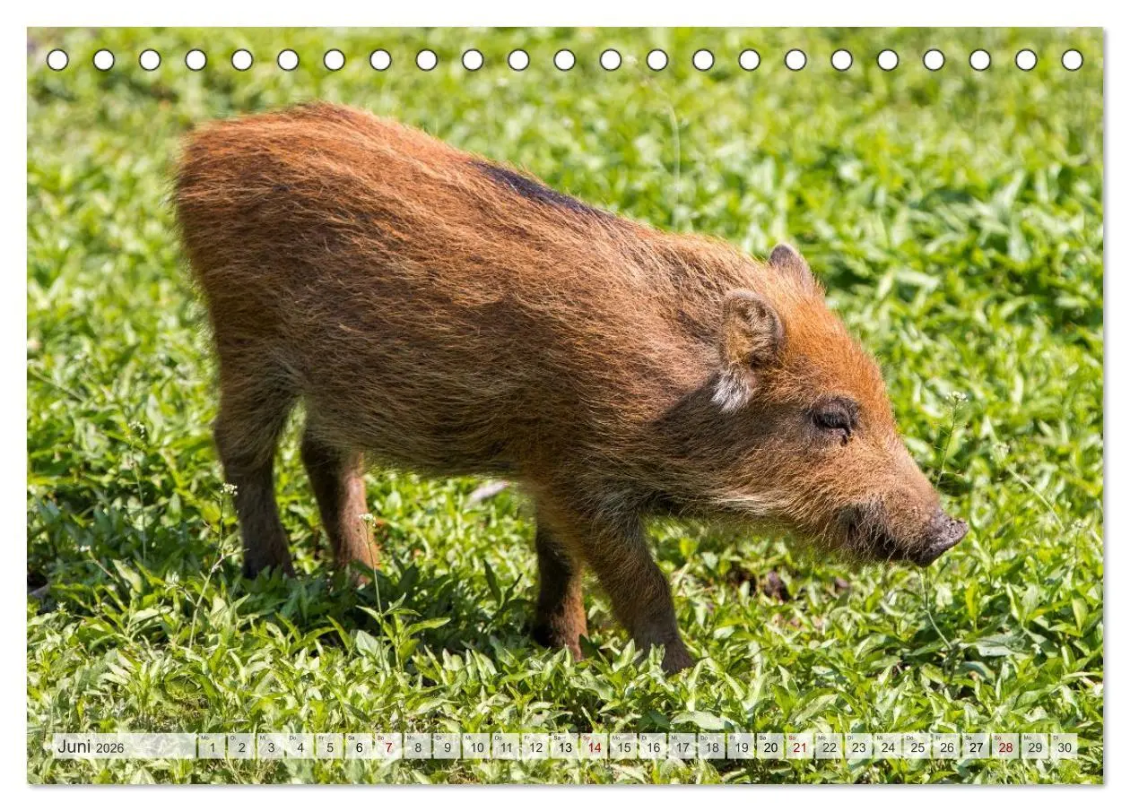 Bild: 9783516603194 | Wildschweine - Im Schatten des Waldes (Tischkalender 2026 DIN A5...