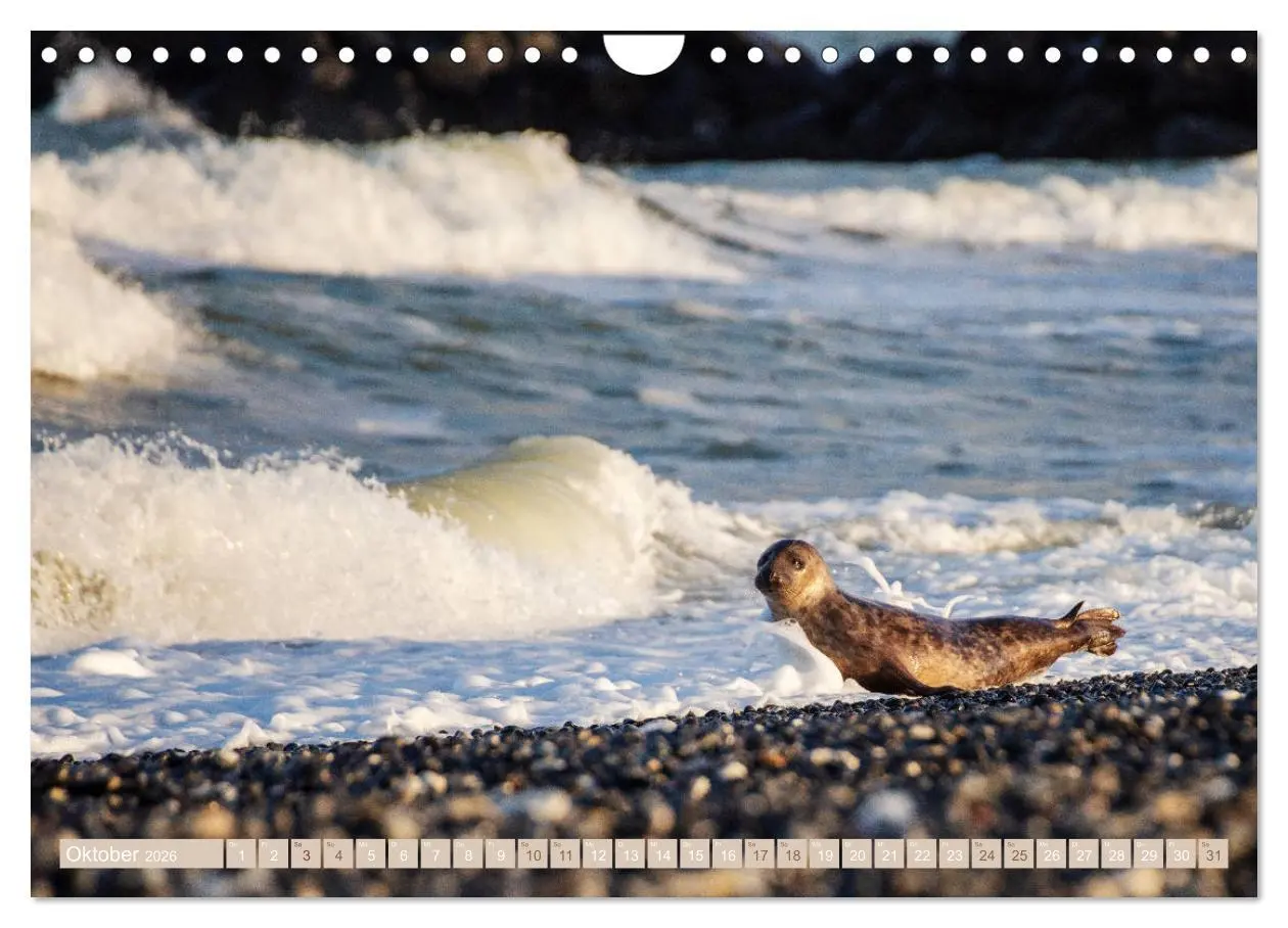 Bild: 9783457813294 | Kegelrobben - Die Kegelrobben von Helgoland (Wandkalender 2026 DIN...