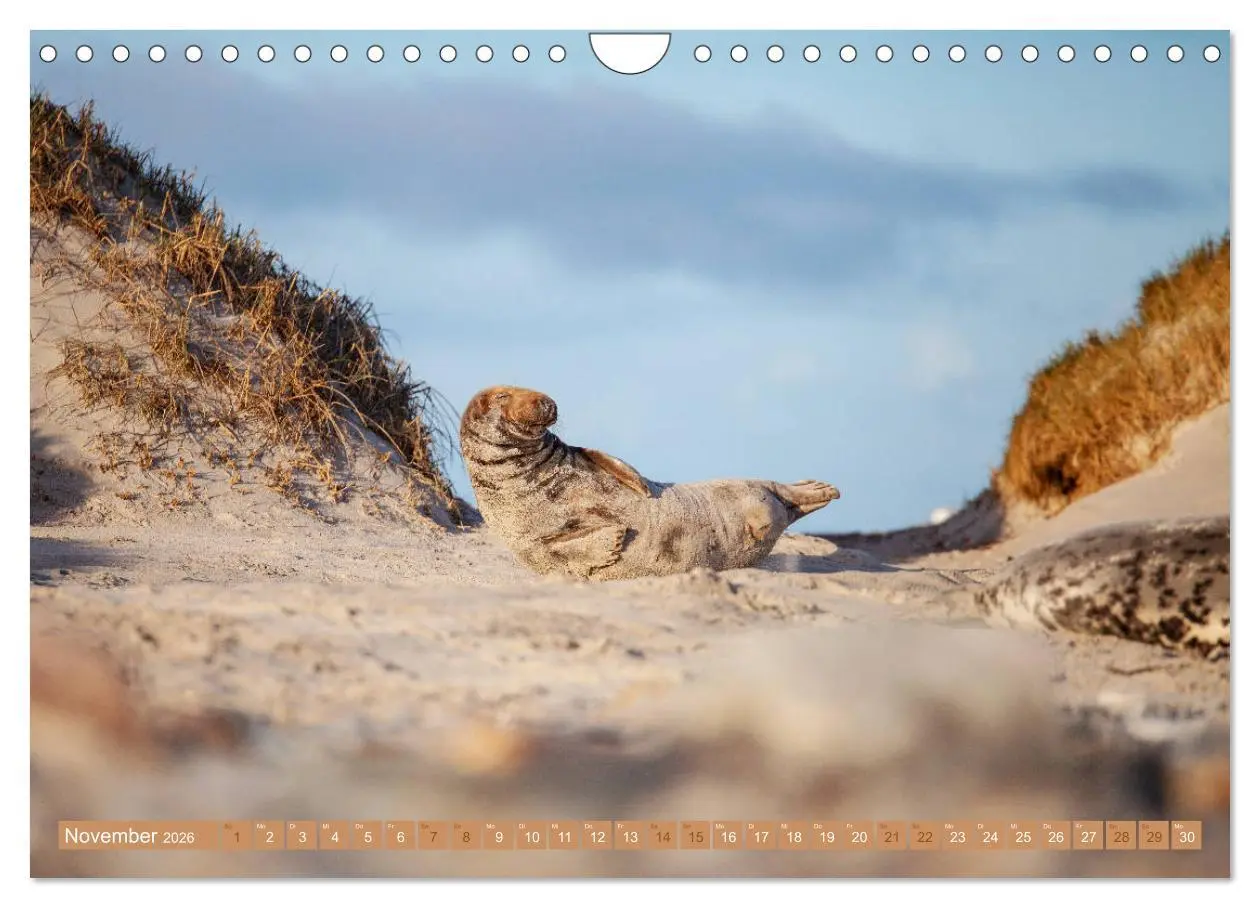 Bild: 9783457813294 | Kegelrobben - Die Kegelrobben von Helgoland (Wandkalender 2026 DIN...