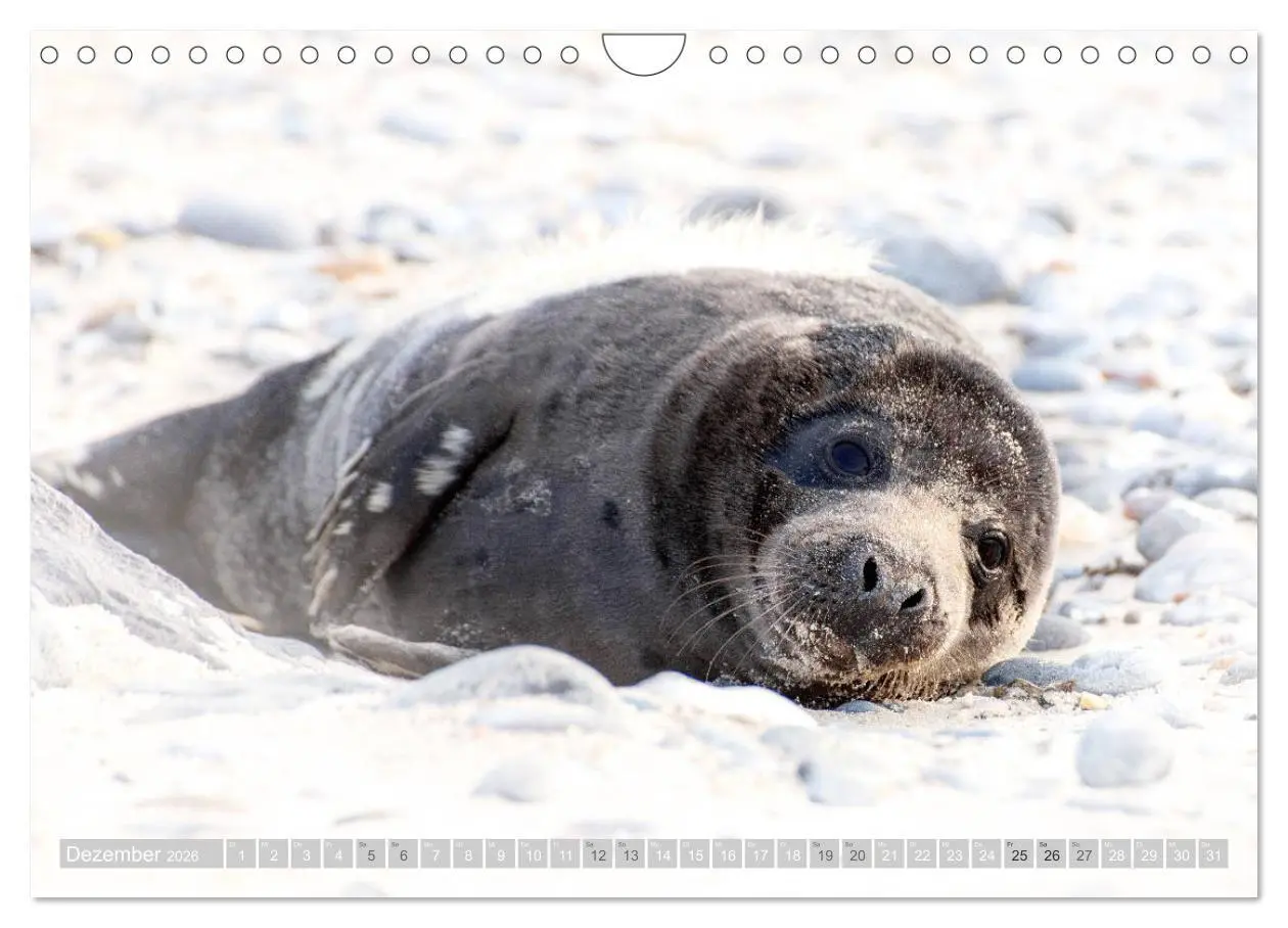 Bild: 9783457813294 | Kegelrobben - Die Kegelrobben von Helgoland (Wandkalender 2026 DIN...