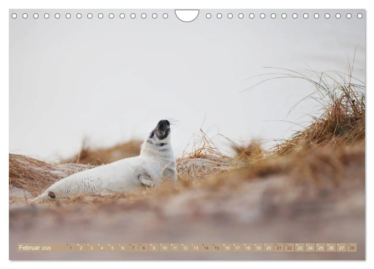 Bild: 9783457813294 | Kegelrobben - Die Kegelrobben von Helgoland (Wandkalender 2026 DIN...