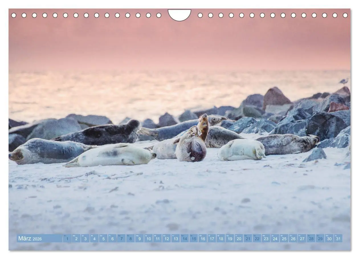 Bild: 9783457813294 | Kegelrobben - Die Kegelrobben von Helgoland (Wandkalender 2026 DIN...