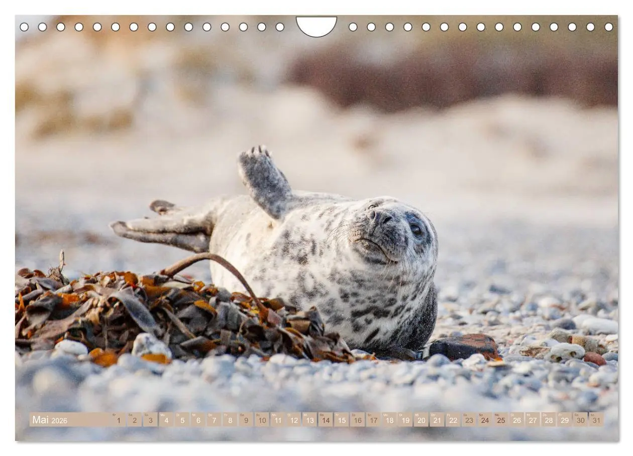 Bild: 9783457813294 | Kegelrobben - Die Kegelrobben von Helgoland (Wandkalender 2026 DIN...