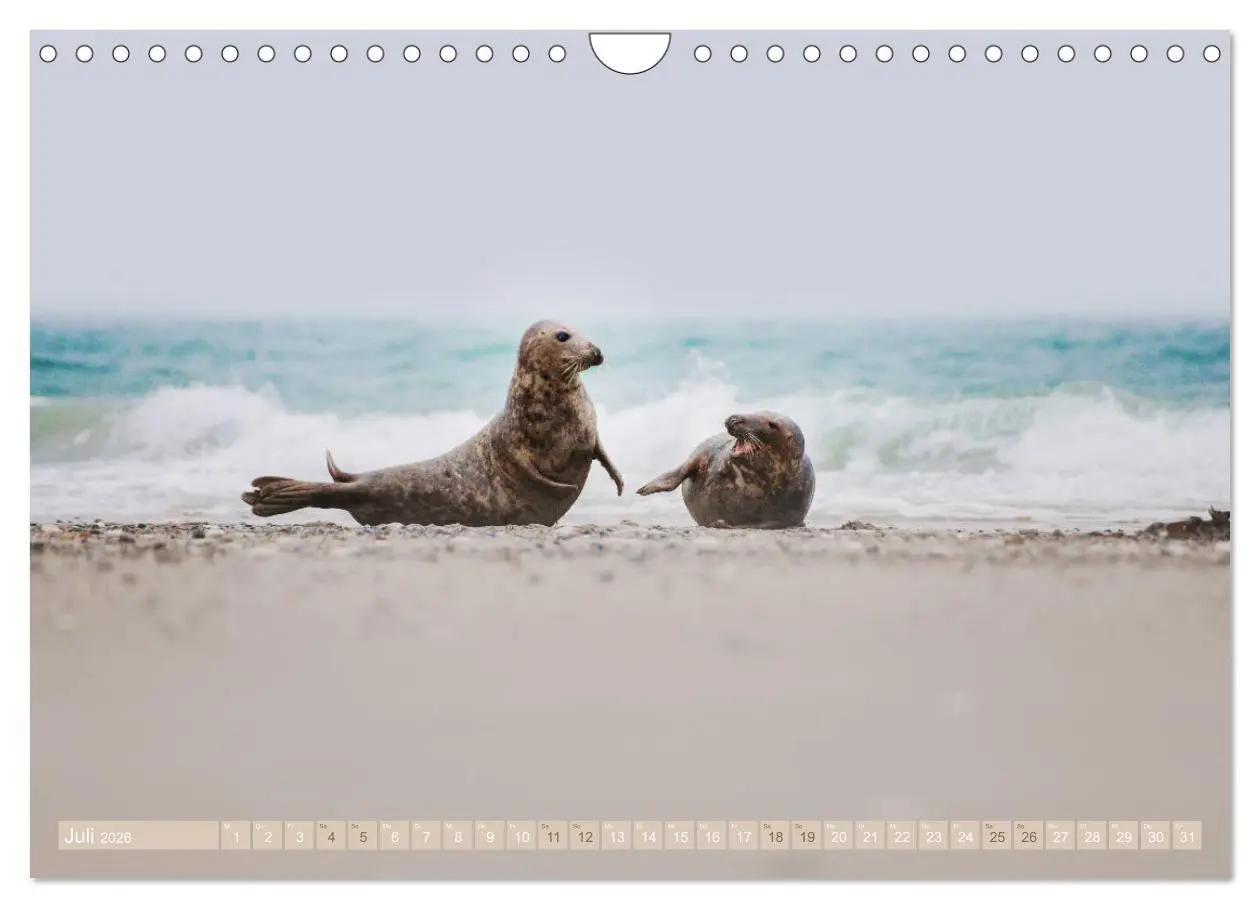Bild: 9783457813294 | Kegelrobben - Die Kegelrobben von Helgoland (Wandkalender 2026 DIN...