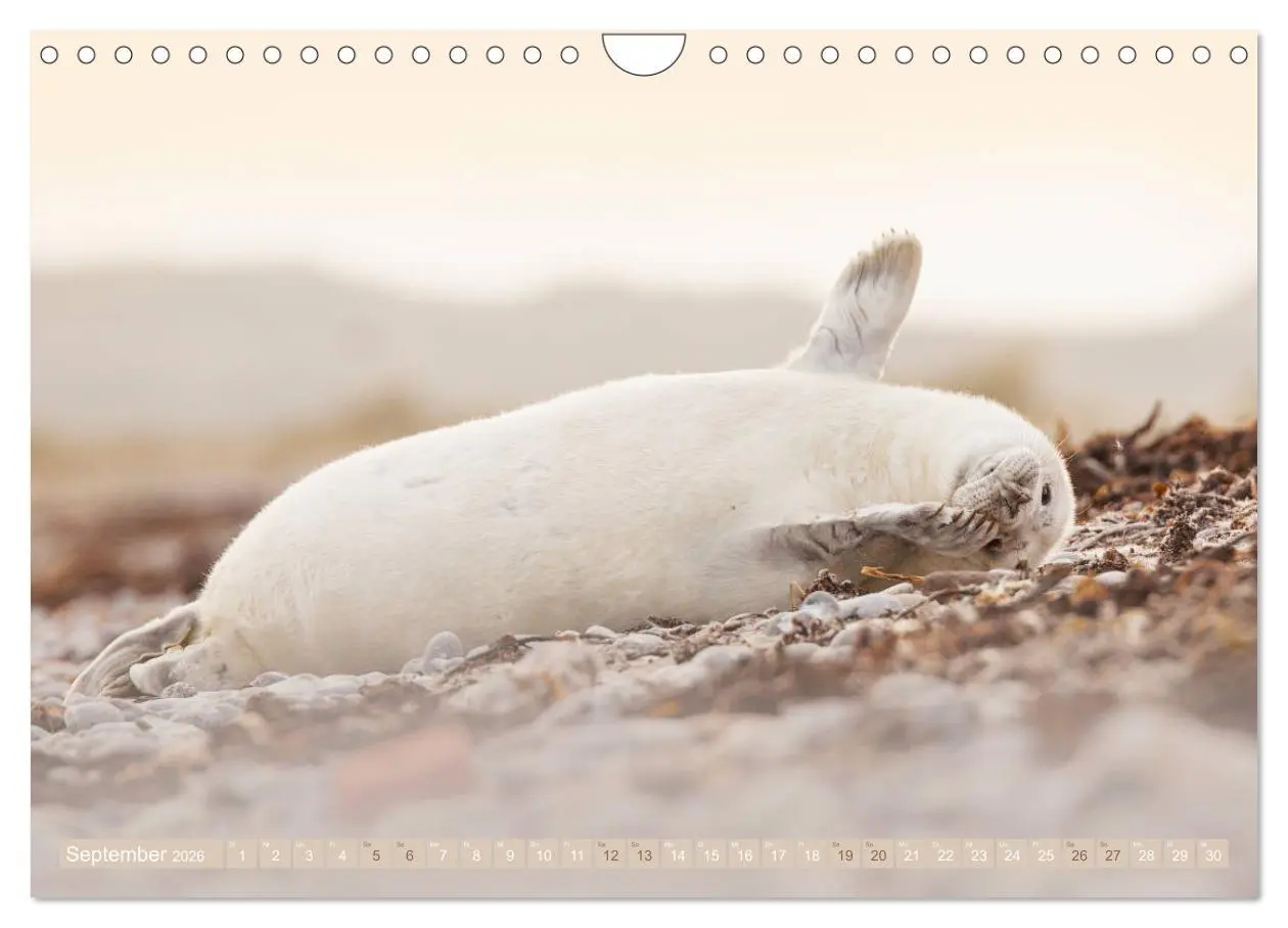 Bild: 9783457813294 | Kegelrobben - Die Kegelrobben von Helgoland (Wandkalender 2026 DIN...