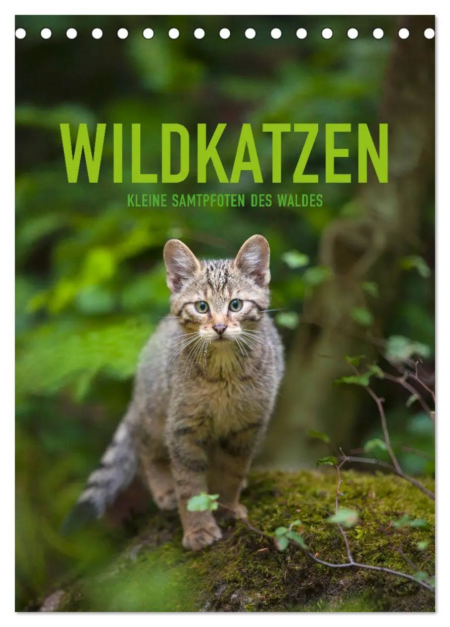 Cover: 9783516383294 | Wildkatzen - Kleine Samtpfoten des Waldes (Tischkalender 2026 DIN...