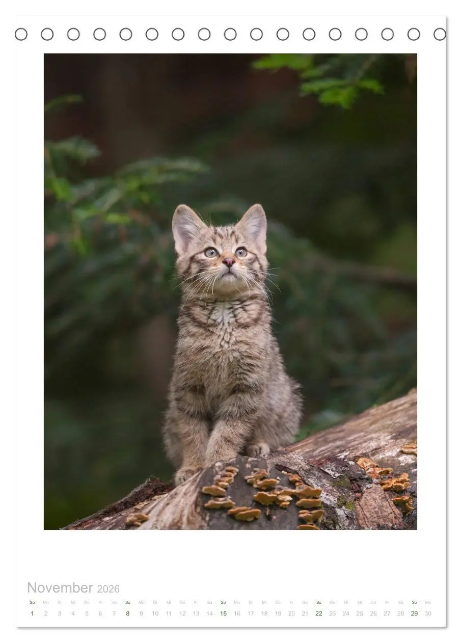 Bild: 9783516383294 | Wildkatzen - Kleine Samtpfoten des Waldes (Tischkalender 2026 DIN...