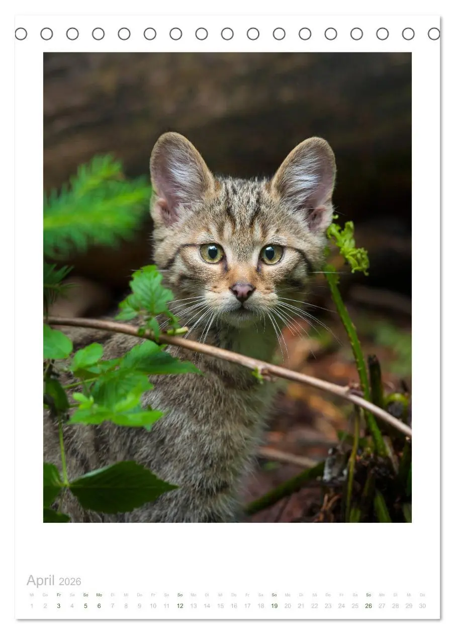 Bild: 9783516383294 | Wildkatzen - Kleine Samtpfoten des Waldes (Tischkalender 2026 DIN...