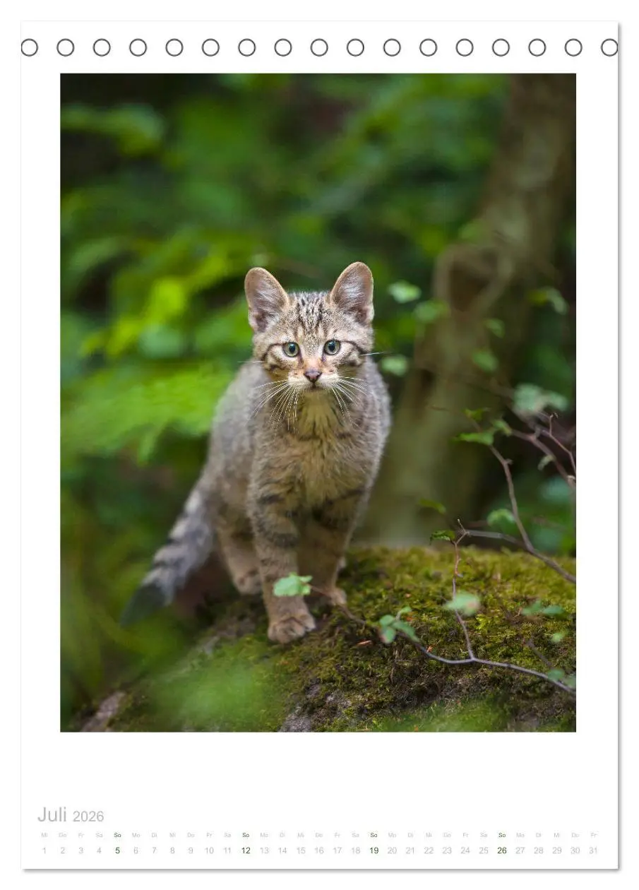 Bild: 9783516383294 | Wildkatzen - Kleine Samtpfoten des Waldes (Tischkalender 2026 DIN...