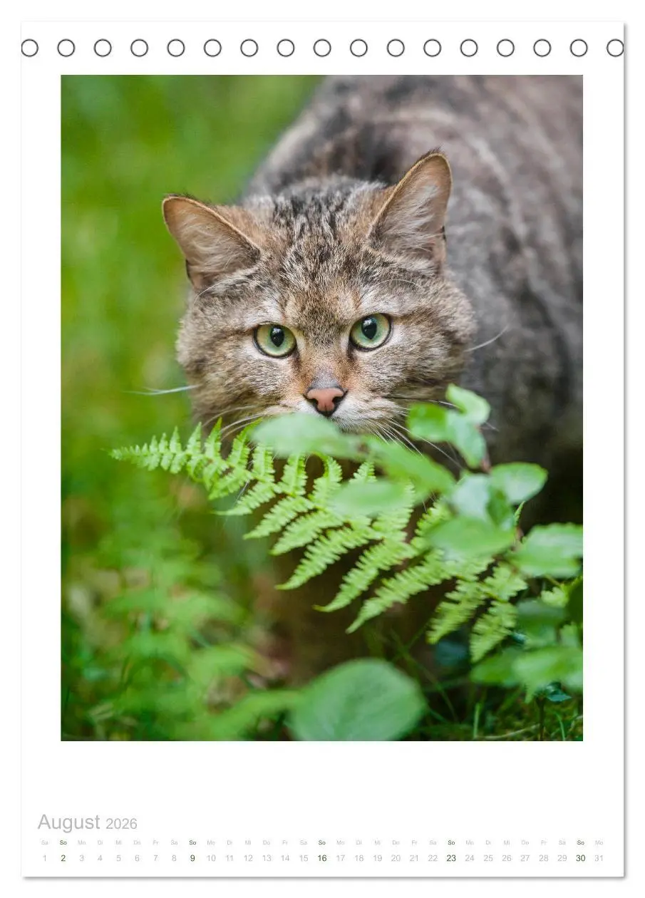 Bild: 9783516383294 | Wildkatzen - Kleine Samtpfoten des Waldes (Tischkalender 2026 DIN...
