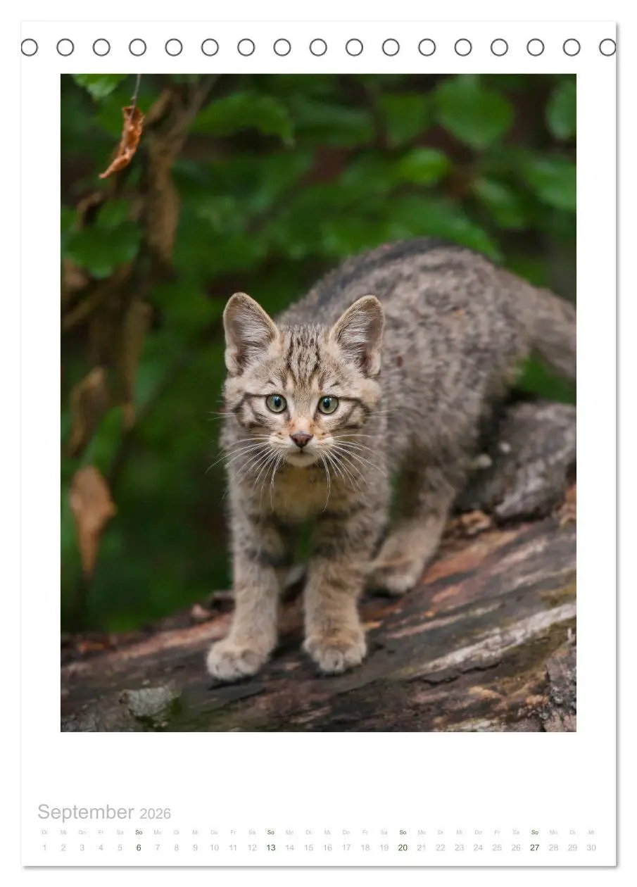 Bild: 9783516383294 | Wildkatzen - Kleine Samtpfoten des Waldes (Tischkalender 2026 DIN...