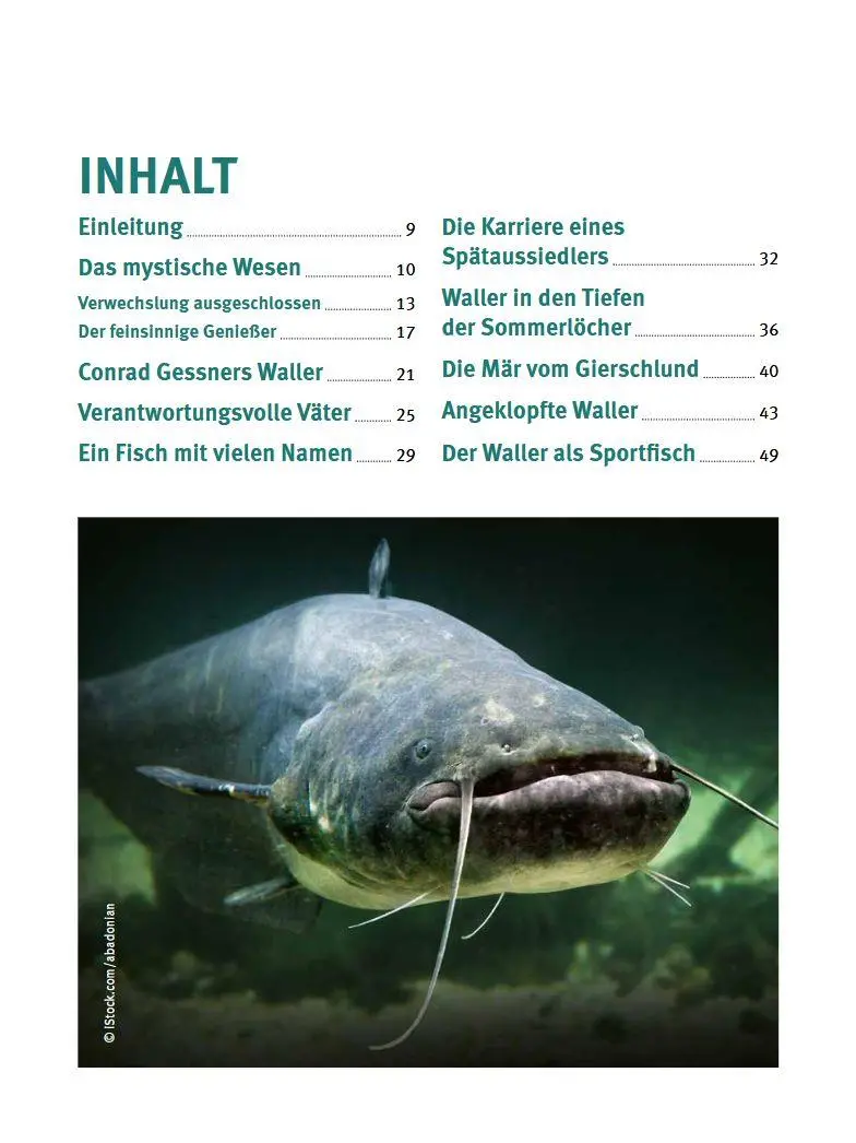 Bild: 9783702023294 | Welse - Giganten unserer Gewässer | Der Waller gestern, heute, morgen