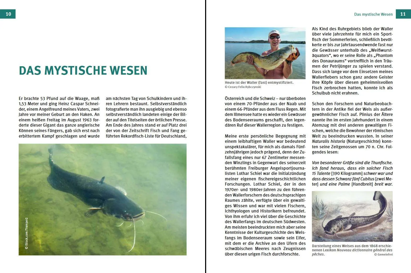 Bild: 9783702023294 | Welse - Giganten unserer Gewässer | Der Waller gestern, heute, morgen