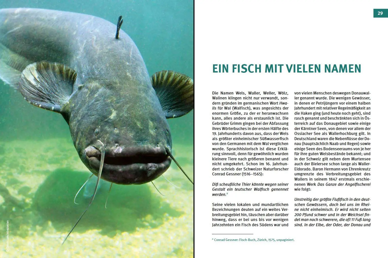 Bild: 9783702023294 | Welse - Giganten unserer Gewässer | Der Waller gestern, heute, morgen