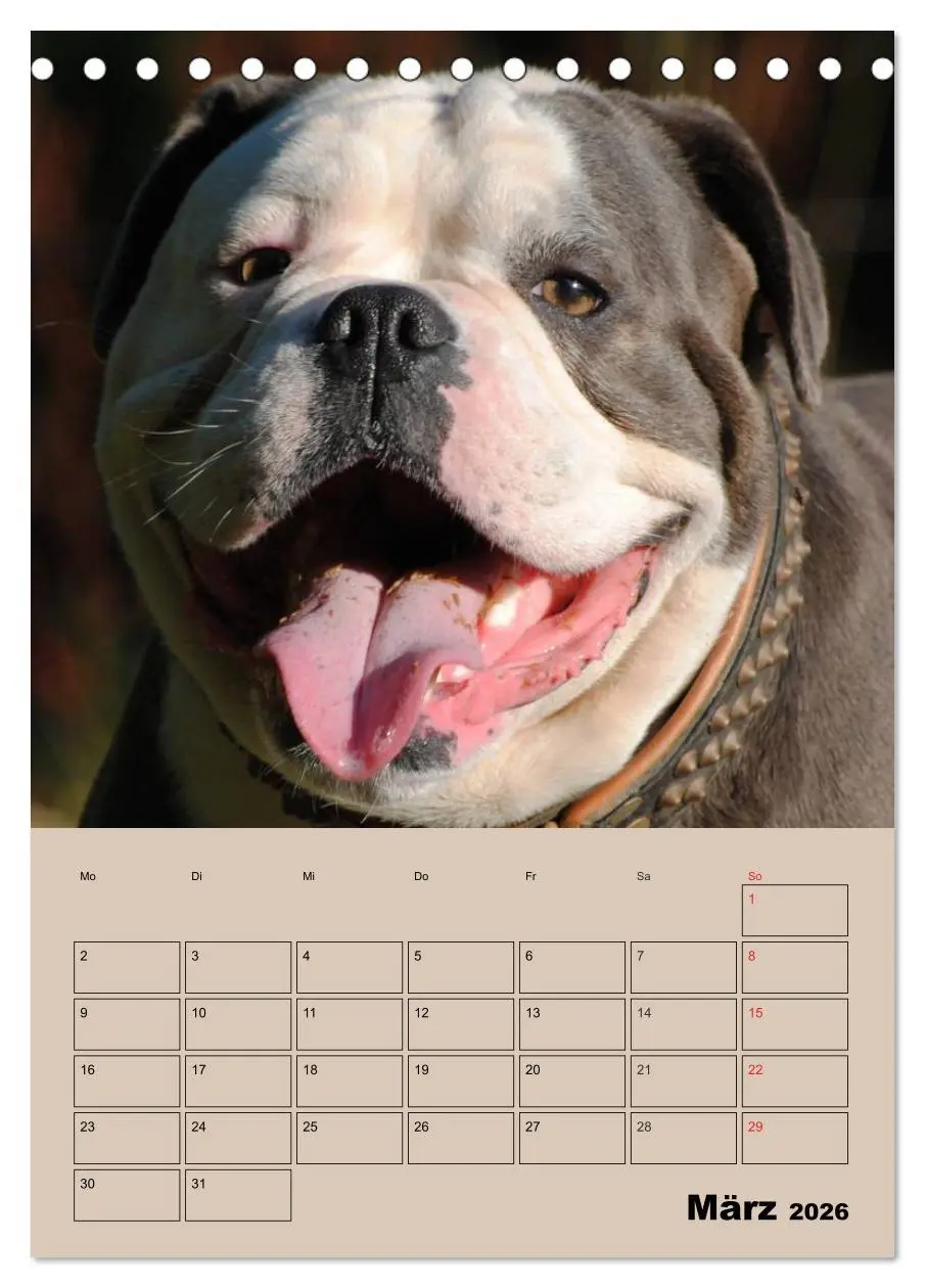 Bild: 9783516433494 | Bulldoggen-Gesichter (Tischkalender 2026 DIN A5 hoch), CALVENDO...