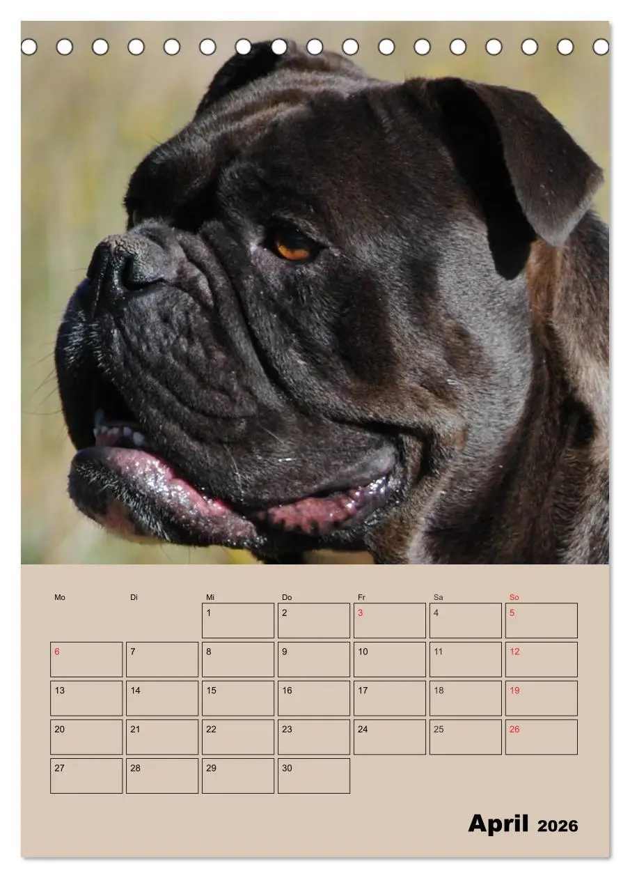 Bild: 9783516433494 | Bulldoggen-Gesichter (Tischkalender 2026 DIN A5 hoch), CALVENDO...