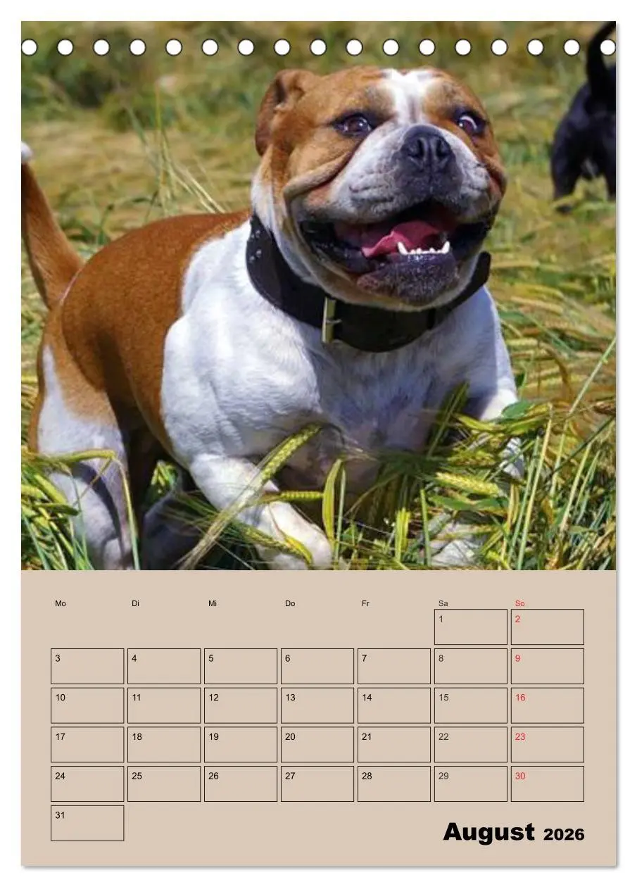 Bild: 9783516433494 | Bulldoggen-Gesichter (Tischkalender 2026 DIN A5 hoch), CALVENDO...