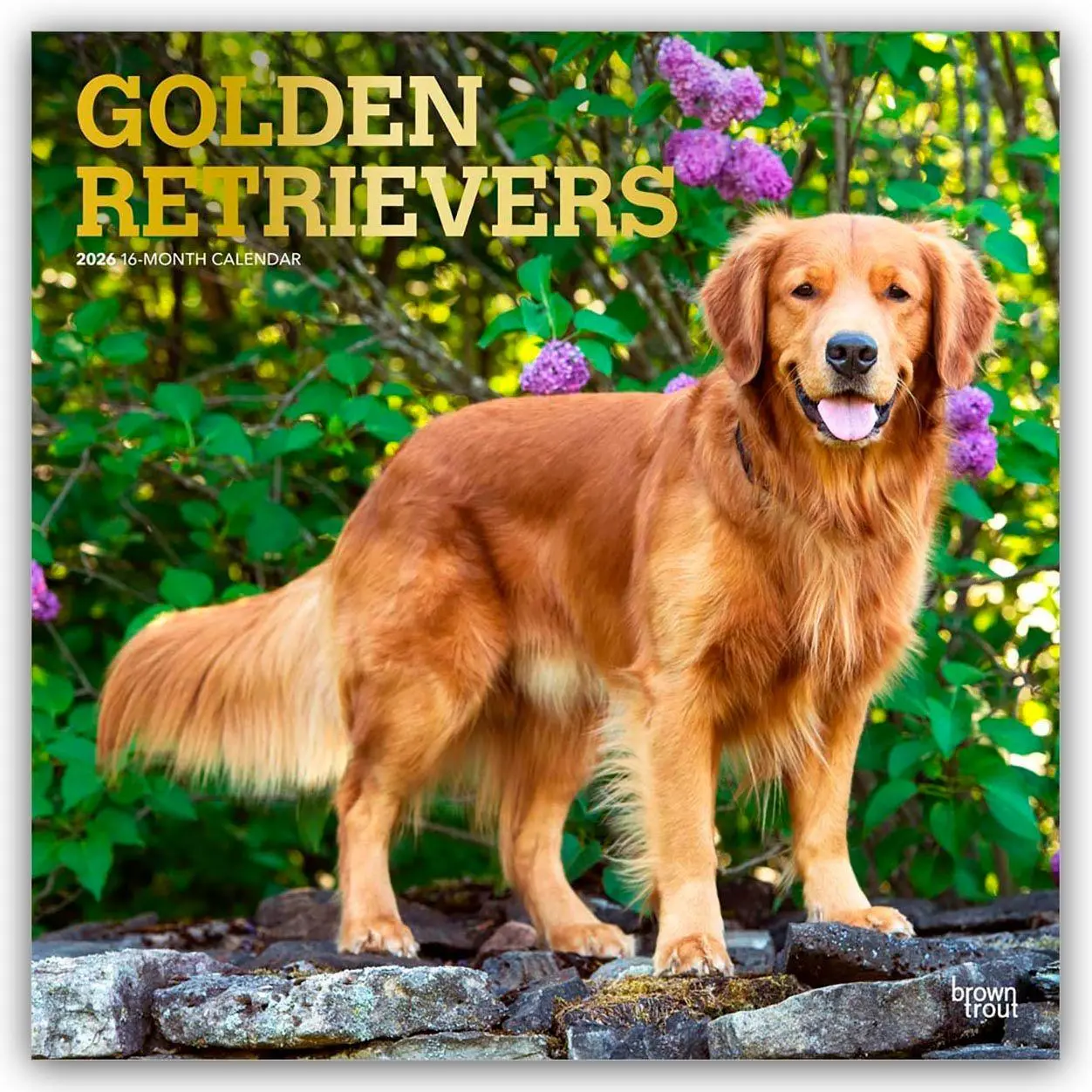 Cover: 9798330703494 | Golden Retrievers - Golden Retriever 2026 - 16-Monatskalender | 13 S.