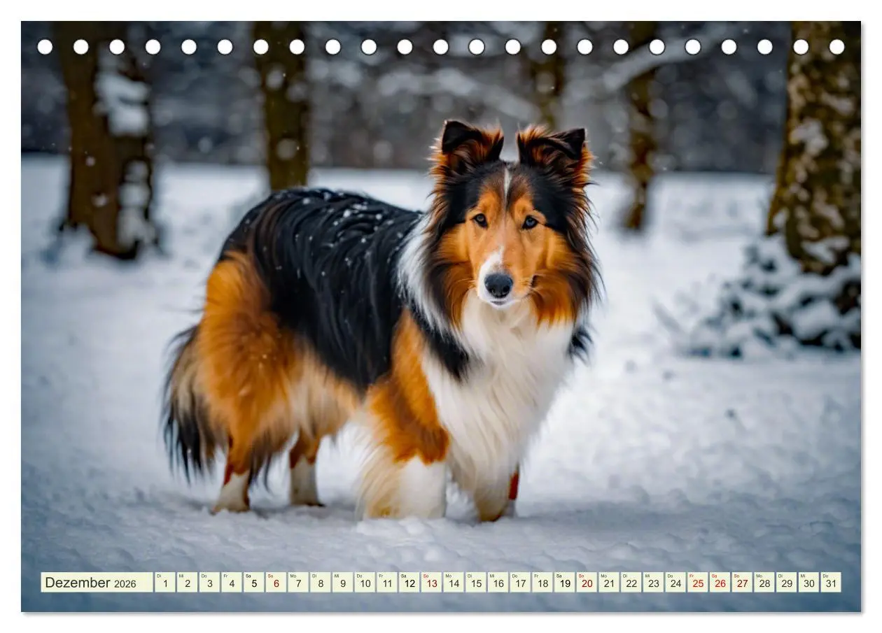 Bild: 9783457403594 | Traumhund Collie (Tischkalender 2026 DIN A5 quer), CALVENDO...