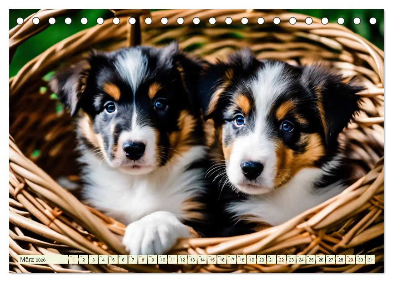 Bild: 9783457403594 | Traumhund Collie (Tischkalender 2026 DIN A5 quer), CALVENDO...