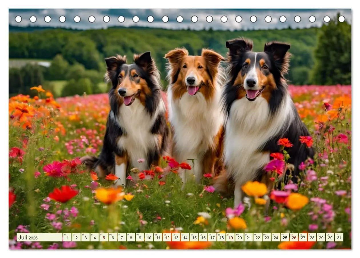 Bild: 9783457403594 | Traumhund Collie (Tischkalender 2026 DIN A5 quer), CALVENDO...
