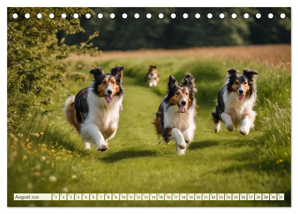 Bild: 9783457403594 | Traumhund Collie (Tischkalender 2026 DIN A5 quer), CALVENDO...