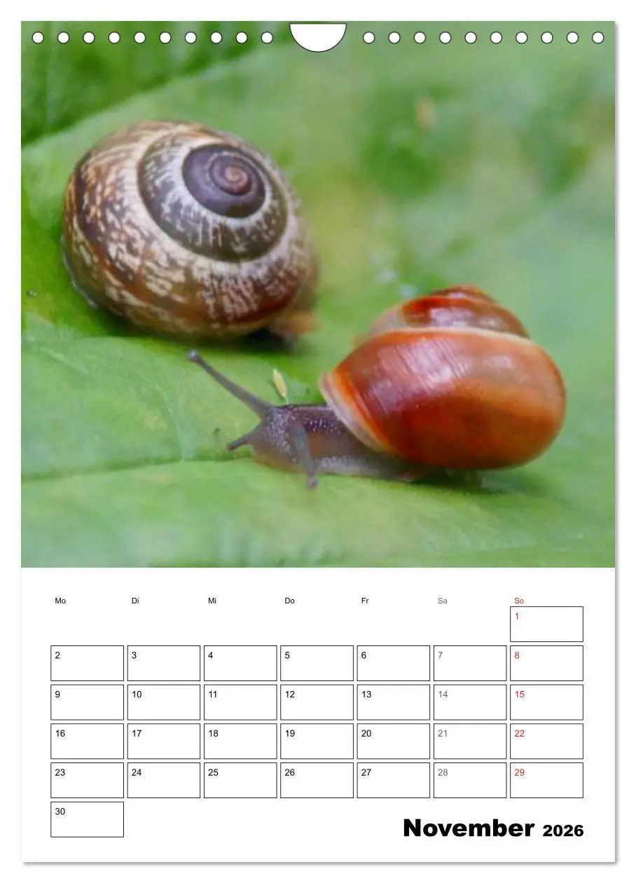Bild: 9783516423594 | Die geheimnisvolle Welt der Schnecken (Wandkalender 2026 DIN A4...