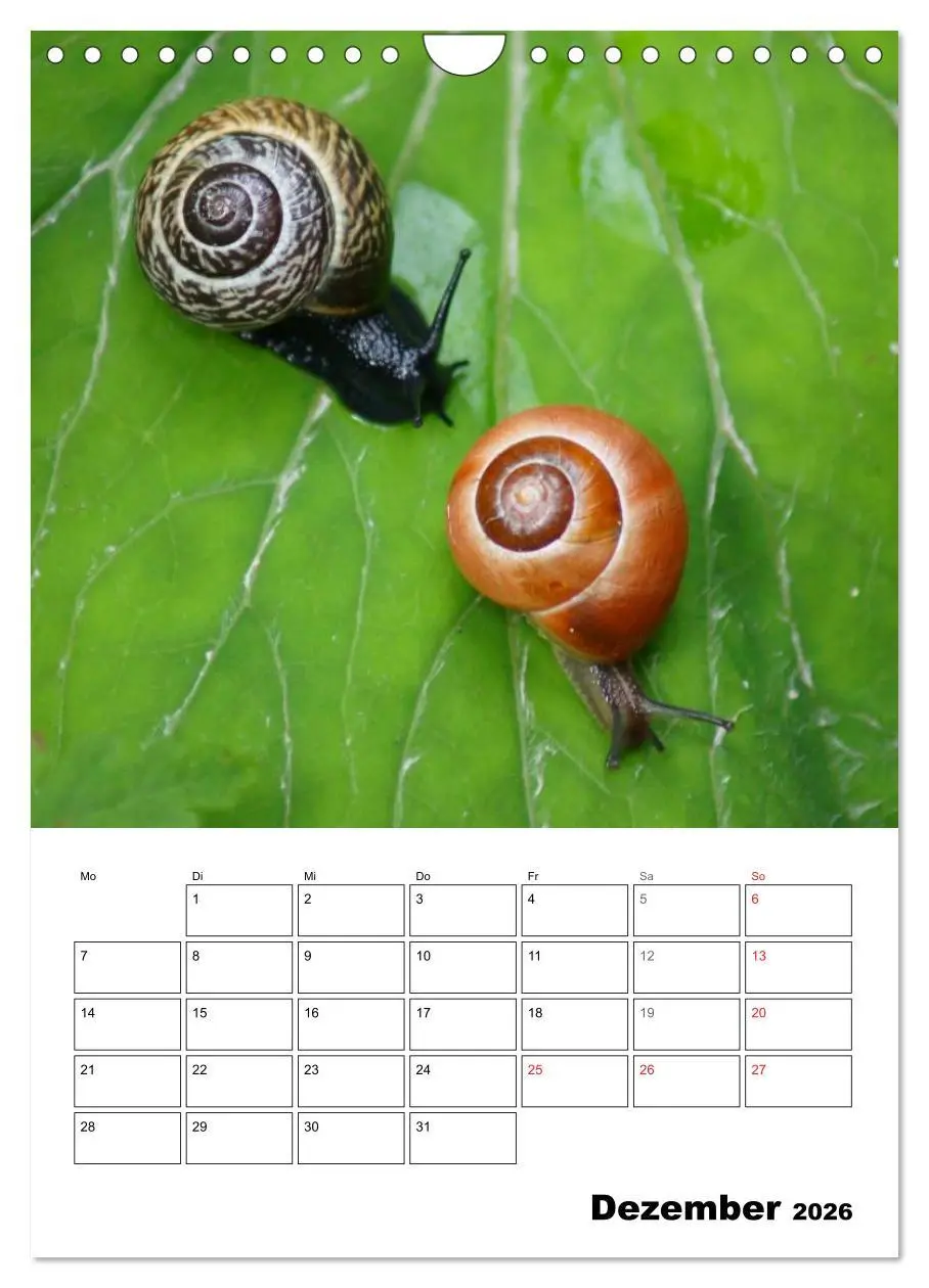 Bild: 9783516423594 | Die geheimnisvolle Welt der Schnecken (Wandkalender 2026 DIN A4...