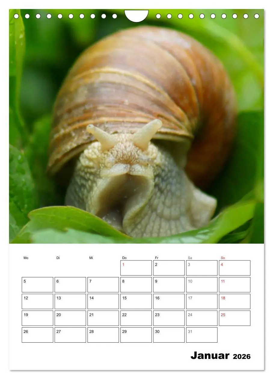 Bild: 9783516423594 | Die geheimnisvolle Welt der Schnecken (Wandkalender 2026 DIN A4...