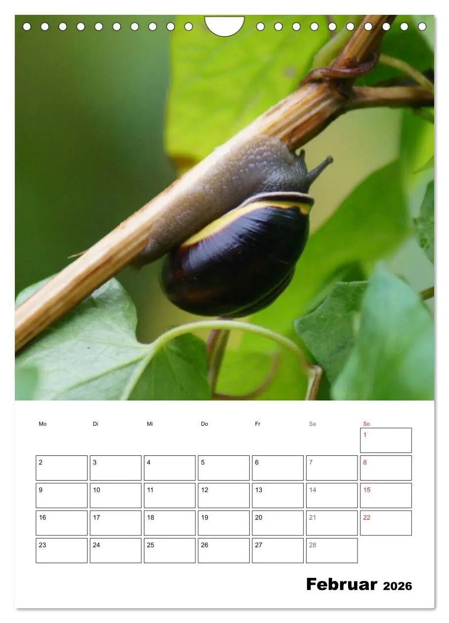 Bild: 9783516423594 | Die geheimnisvolle Welt der Schnecken (Wandkalender 2026 DIN A4...