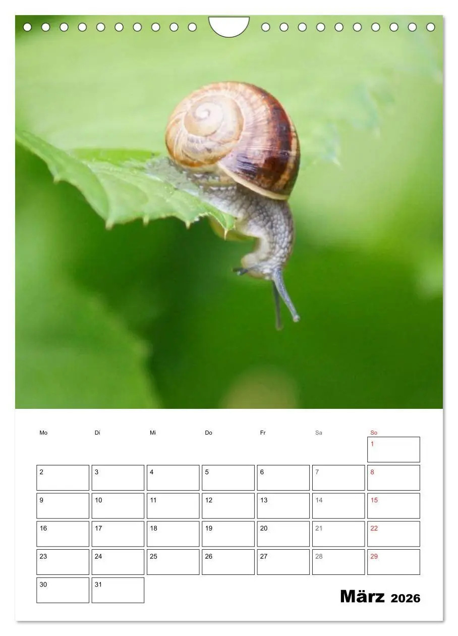 Bild: 9783516423594 | Die geheimnisvolle Welt der Schnecken (Wandkalender 2026 DIN A4...