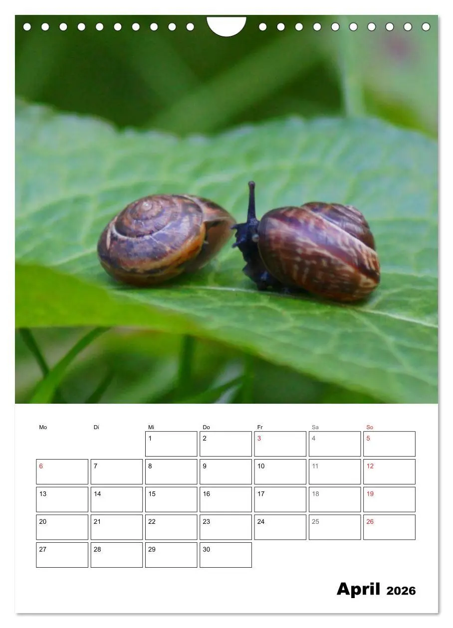 Bild: 9783516423594 | Die geheimnisvolle Welt der Schnecken (Wandkalender 2026 DIN A4...