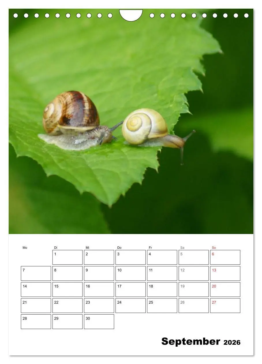 Bild: 9783516423594 | Die geheimnisvolle Welt der Schnecken (Wandkalender 2026 DIN A4...
