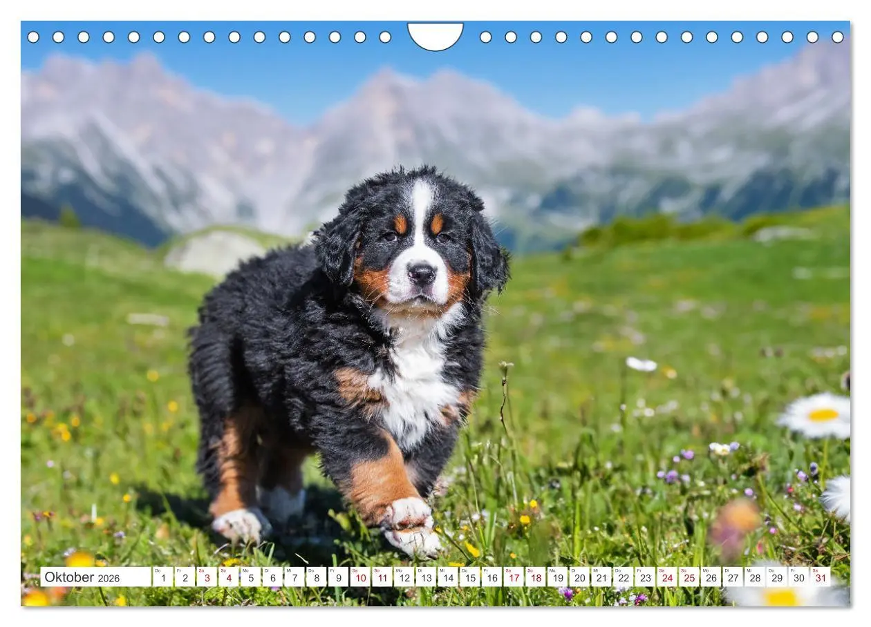 Bild: 9783457323694 | Berner Sennenhund - Der beste Freund fürs Leben (Wandkalender 2026...