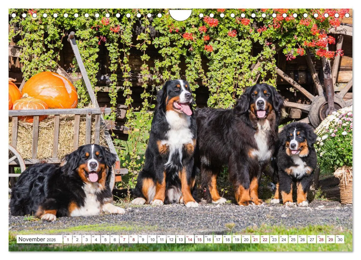 Bild: 9783457323694 | Berner Sennenhund - Der beste Freund fürs Leben (Wandkalender 2026...