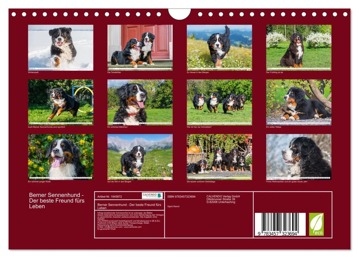 Bild: 9783457323694 | Berner Sennenhund - Der beste Freund fürs Leben (Wandkalender 2026...