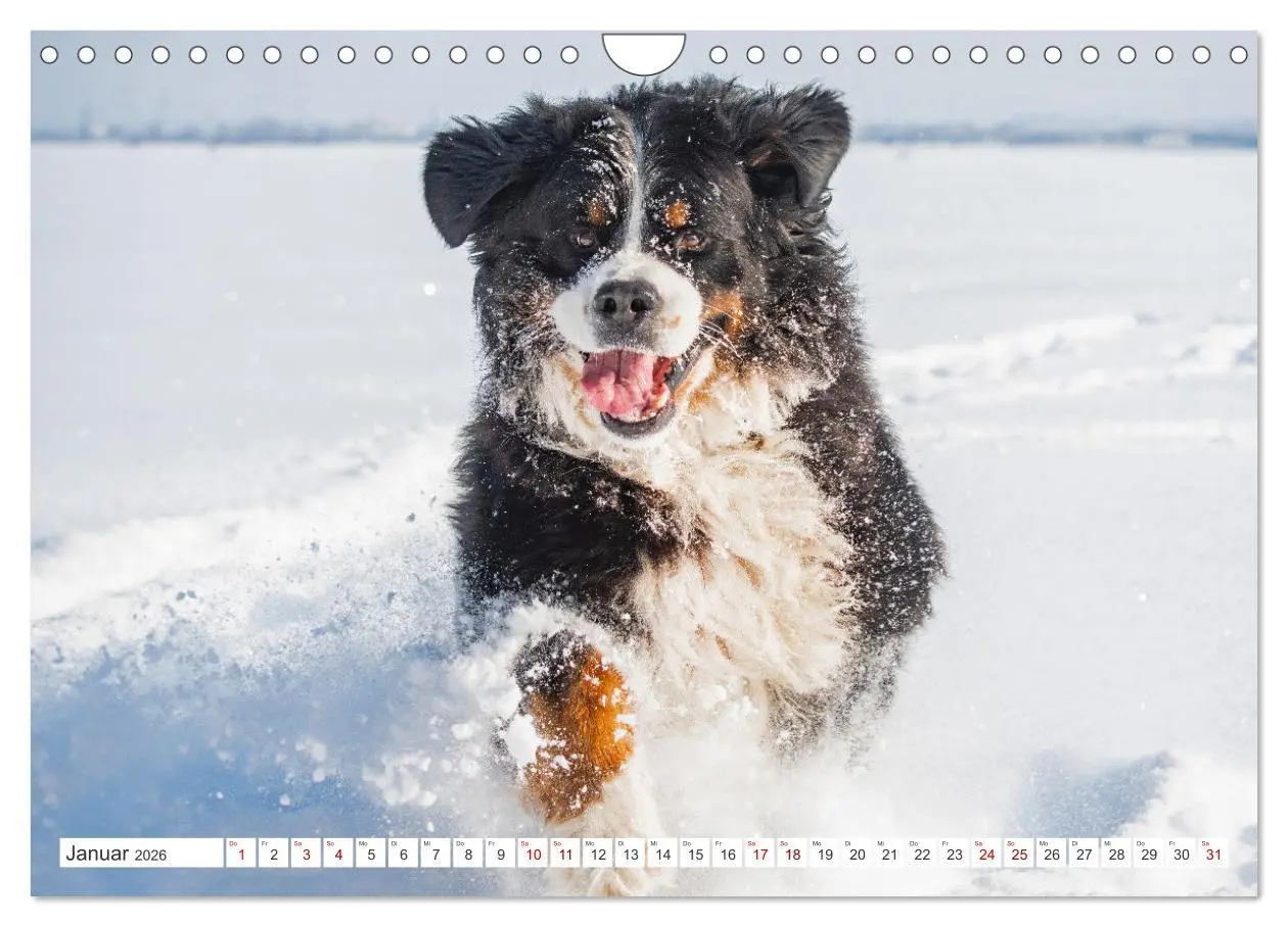 Bild: 9783457323694 | Berner Sennenhund - Der beste Freund fürs Leben (Wandkalender 2026...