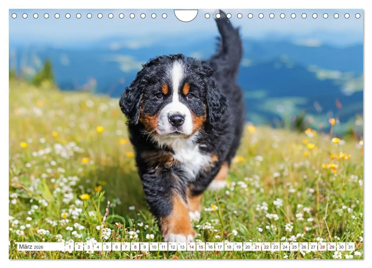 Bild: 9783457323694 | Berner Sennenhund - Der beste Freund fürs Leben (Wandkalender 2026...