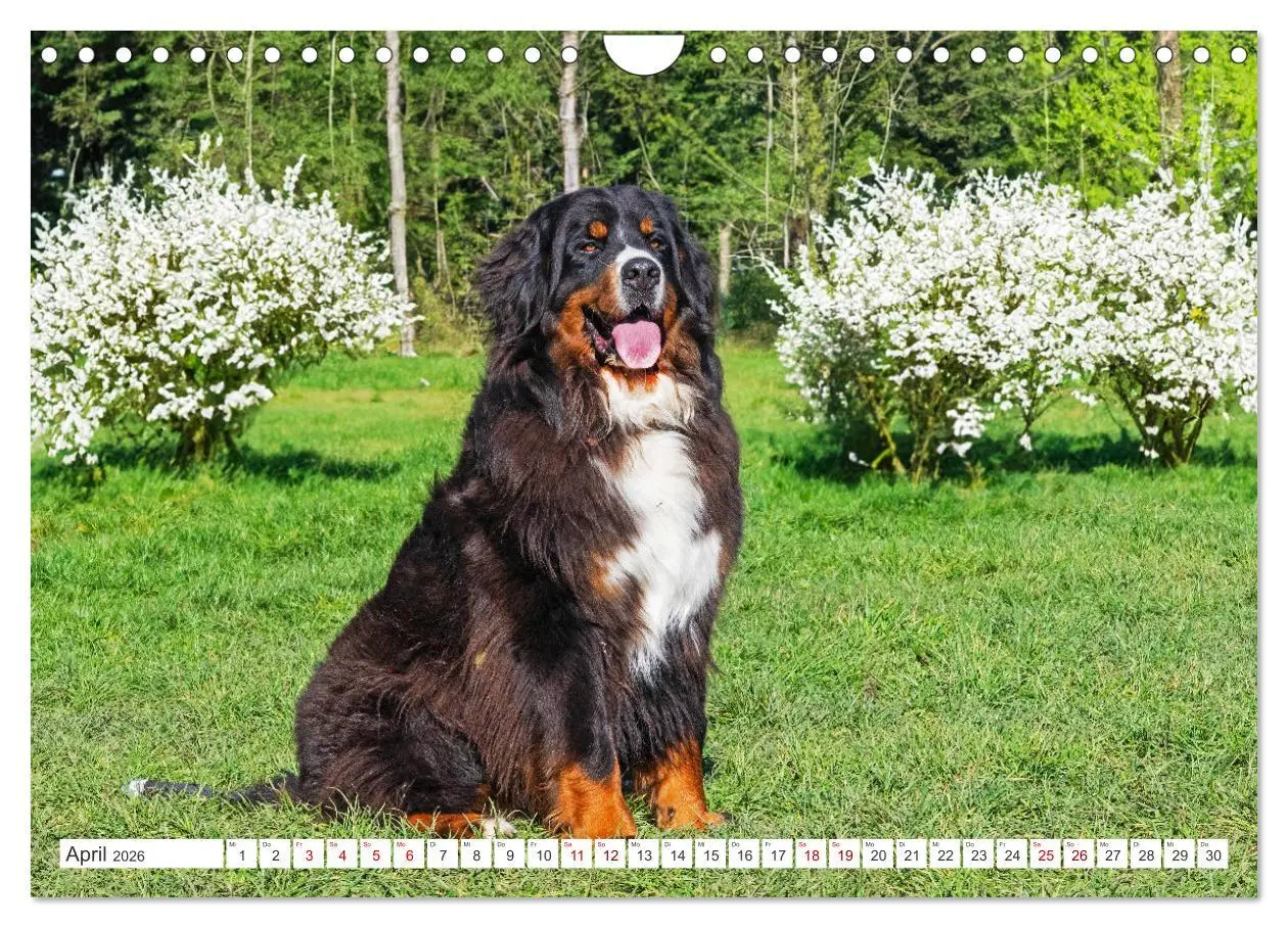 Bild: 9783457323694 | Berner Sennenhund - Der beste Freund fürs Leben (Wandkalender 2026...