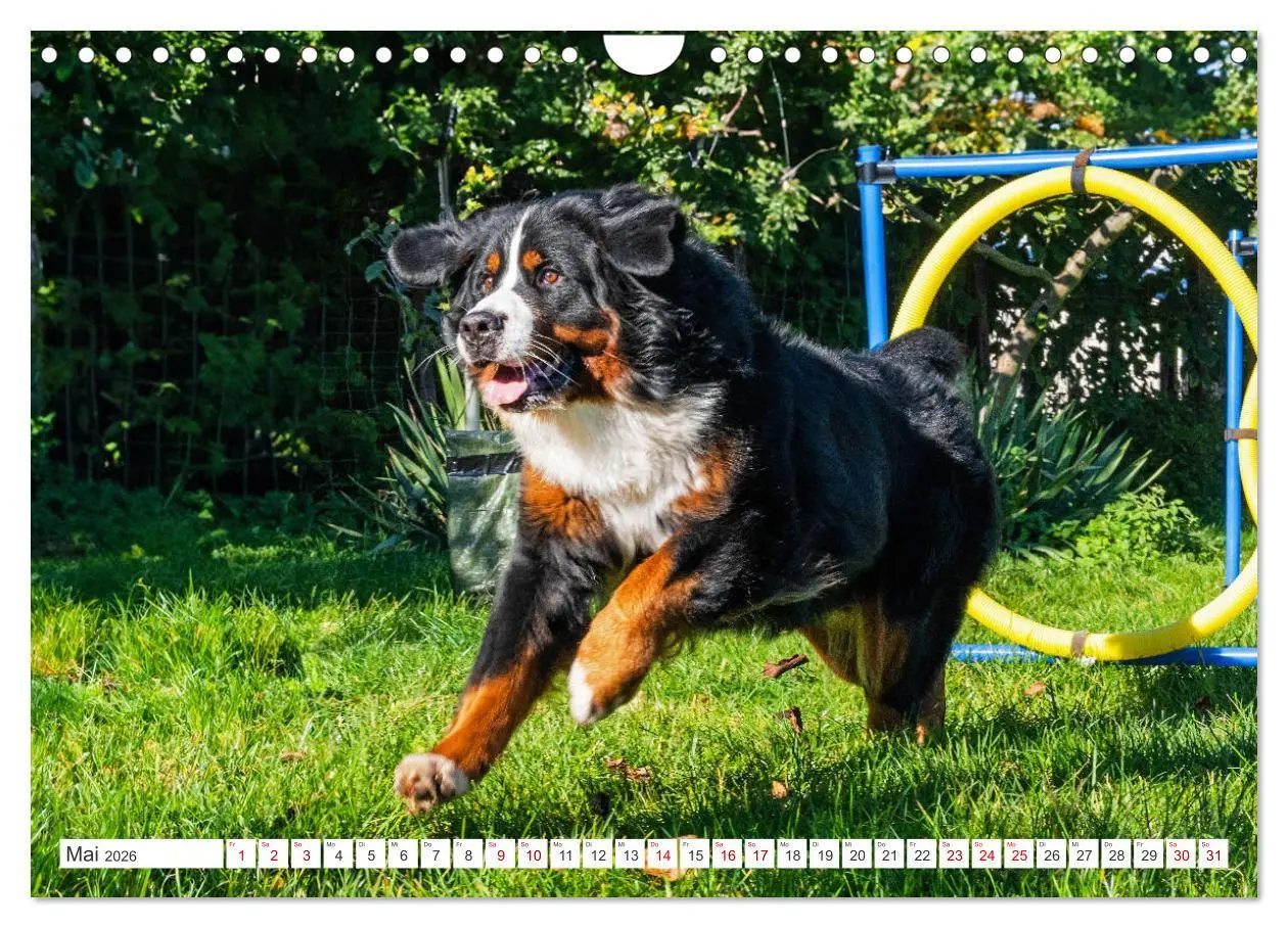 Bild: 9783457323694 | Berner Sennenhund - Der beste Freund fürs Leben (Wandkalender 2026...