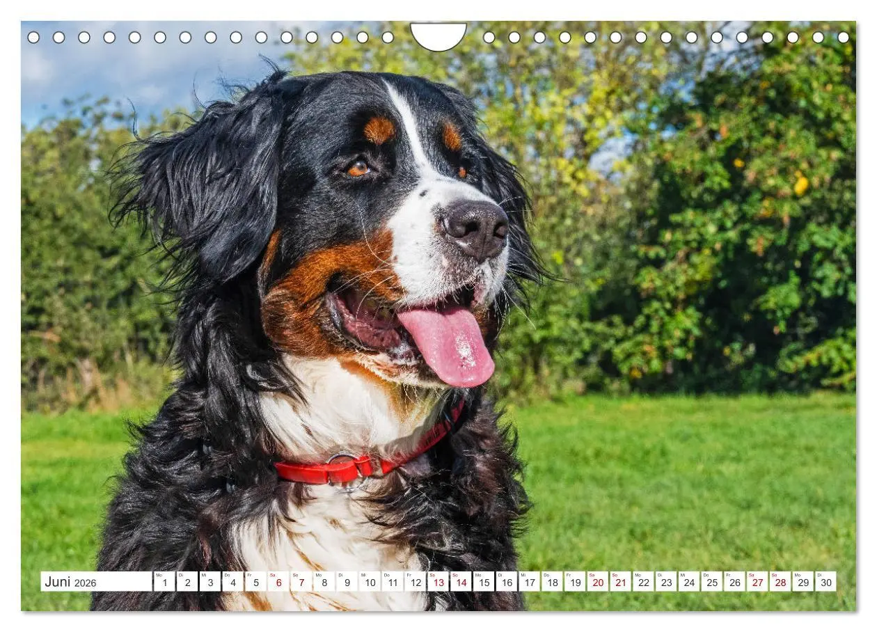 Bild: 9783457323694 | Berner Sennenhund - Der beste Freund fürs Leben (Wandkalender 2026...