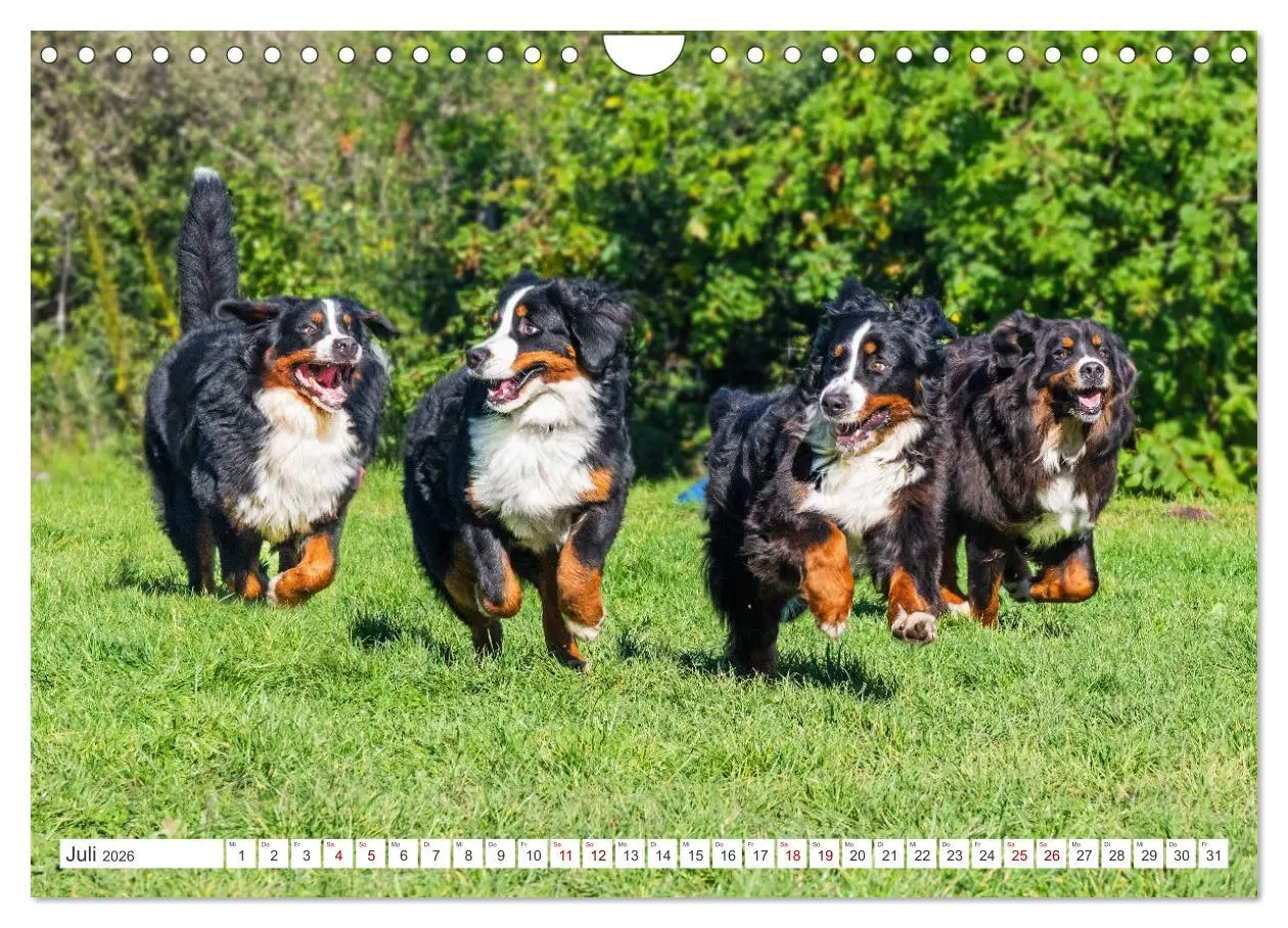Bild: 9783457323694 | Berner Sennenhund - Der beste Freund fürs Leben (Wandkalender 2026...