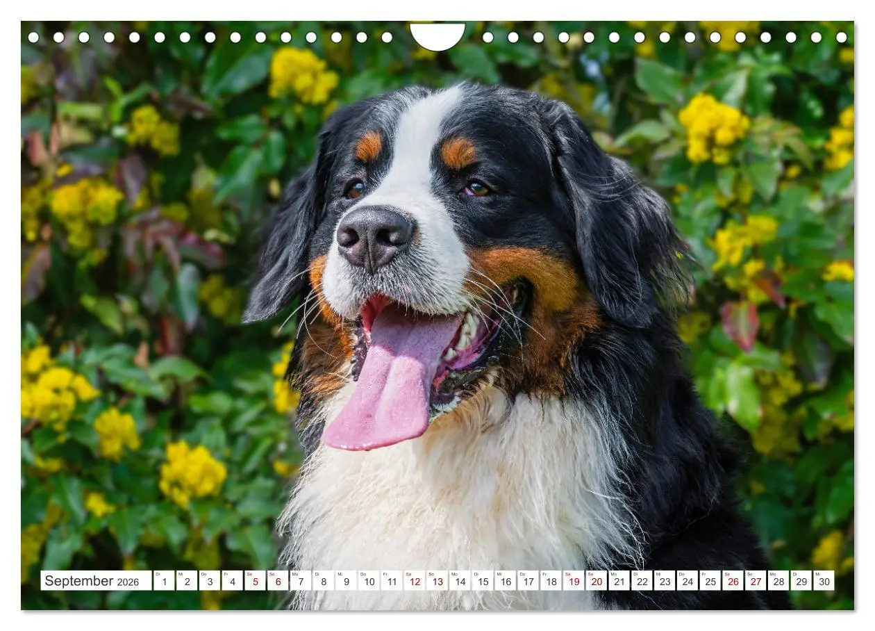 Bild: 9783457323694 | Berner Sennenhund - Der beste Freund fürs Leben (Wandkalender 2026...
