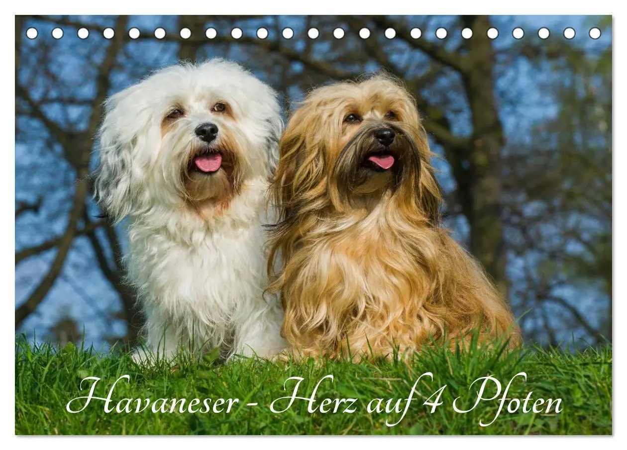 Cover: 9783516033694 | Havaneser - Herz auf 4 Pfoten (Tischkalender 2026 DIN A5 quer),...