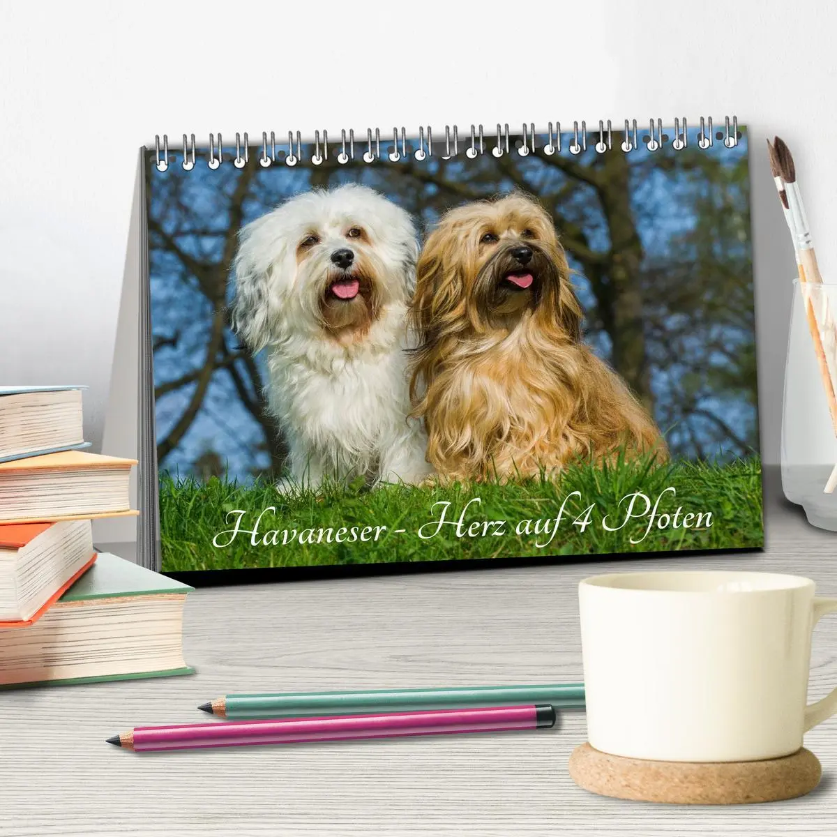 Bild: 9783516033694 | Havaneser - Herz auf 4 Pfoten (Tischkalender 2026 DIN A5 quer),...