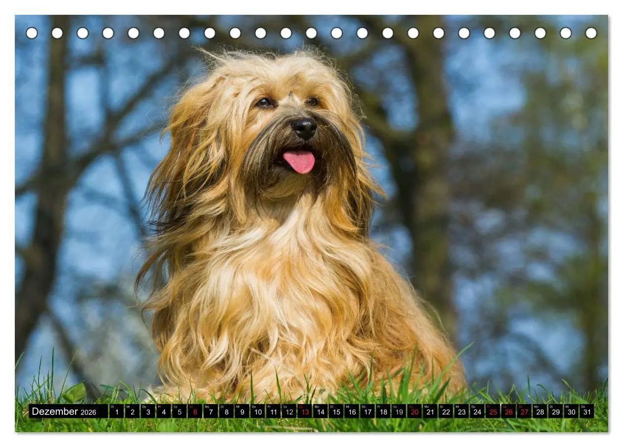 Bild: 9783516033694 | Havaneser - Herz auf 4 Pfoten (Tischkalender 2026 DIN A5 quer),...