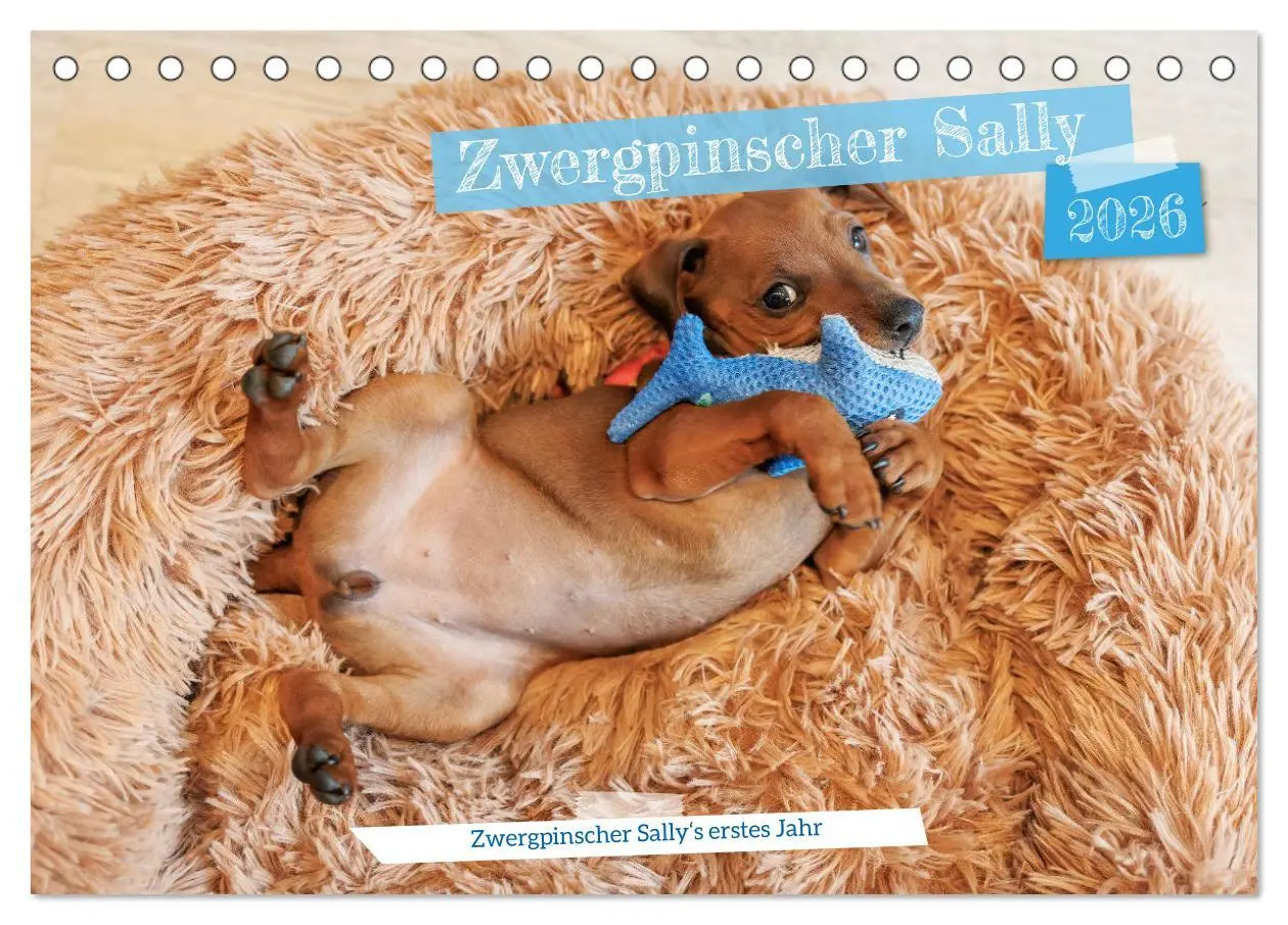 Cover: 9783457483794 | Zwergpinscher Sally's erstes Jahr (Tischkalender 2026 DIN A5 quer),...