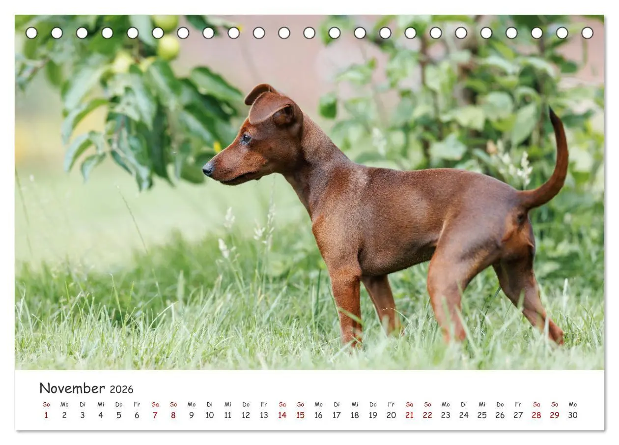 Bild: 9783457483794 | Zwergpinscher Sally's erstes Jahr (Tischkalender 2026 DIN A5 quer),...